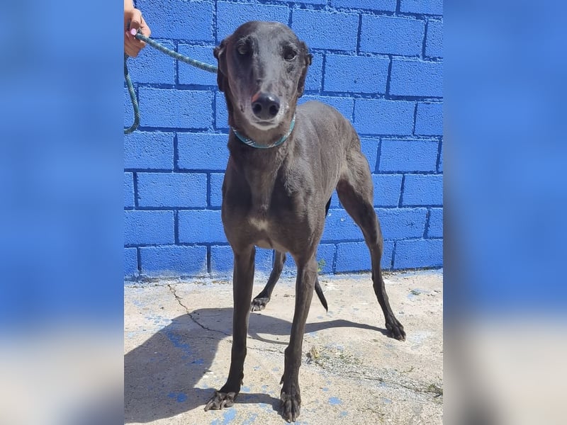 Athena - wunderschöne Galga mit dunklem Fell sucht ihr Zuhause