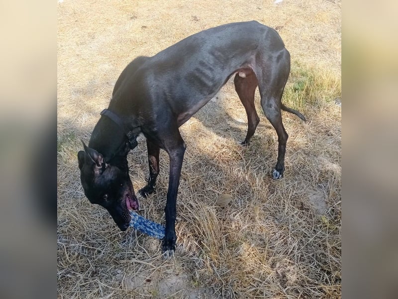 Dingo - Eine schwarze Perle sucht endlich sein großes Glück!