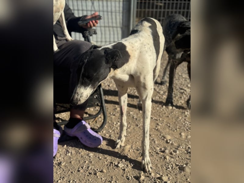 Chantelle, sucht ein warmes Körbchen