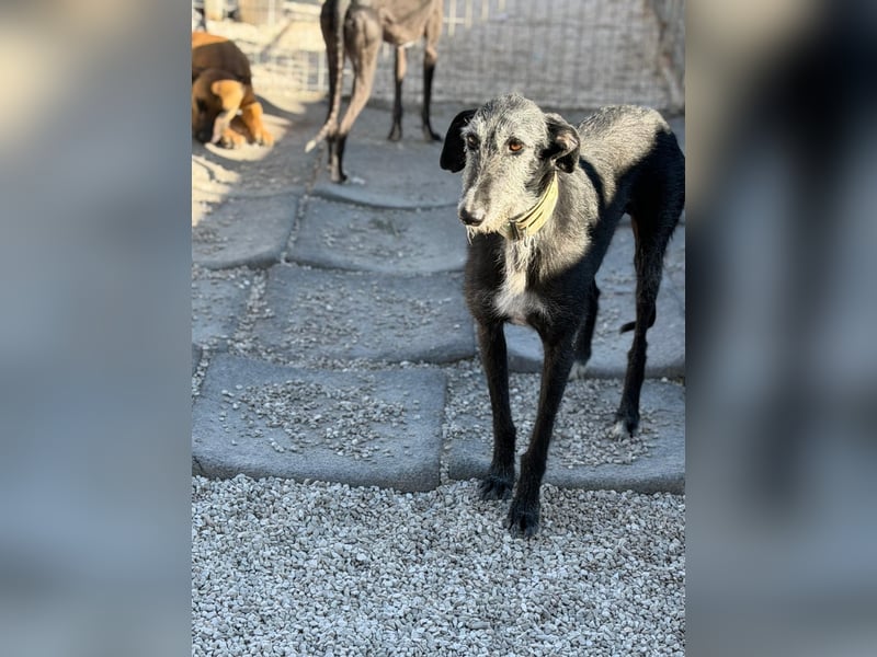 Carbón , ein bezaubernder Rauhaar Galgo