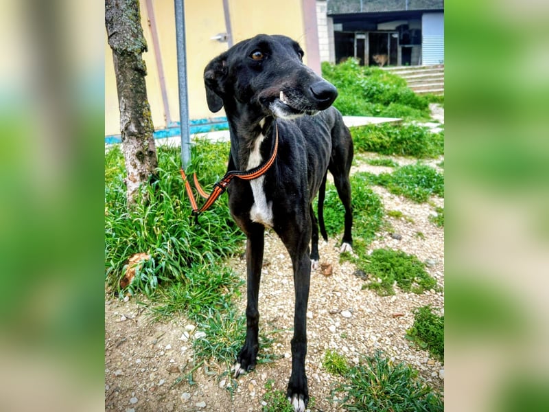 Mandi - junge und katzenfreundliche Galga mit besonderem Gesicht und viel Lebensfreude