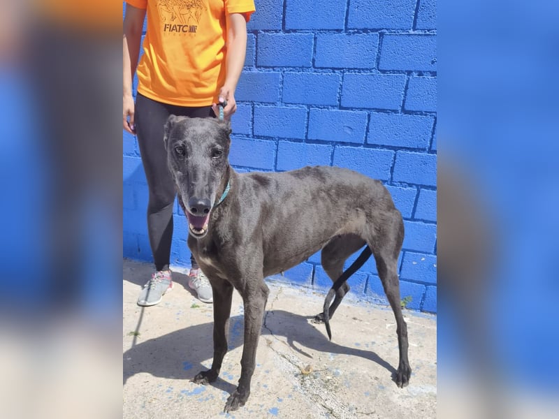 Athena - wunderschöne Galga mit dunklem Fell sucht ihr Zuhause