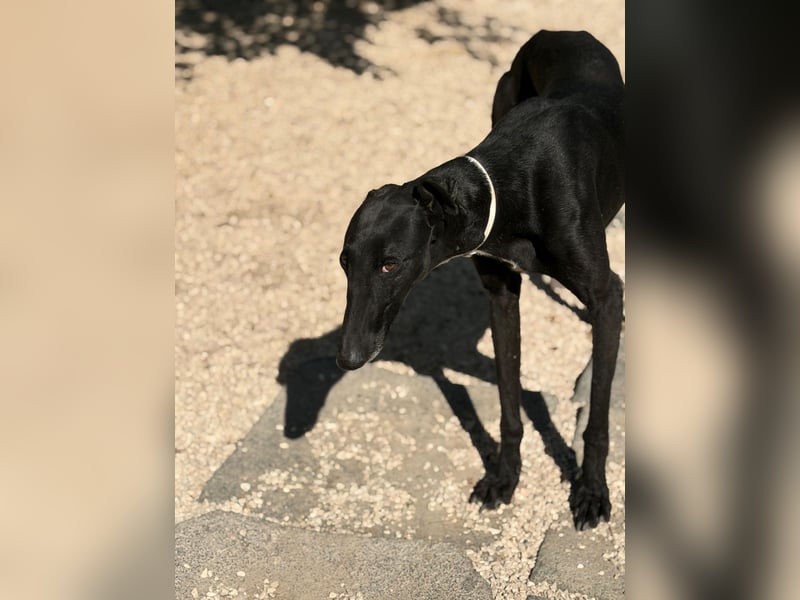 Cacahuete - schwarzer Galgo mit sanfter Seele sucht sein Glück