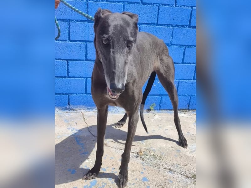Athena ,wunderschöne Galga mit dunklem Fell sucht ihr Zuhause