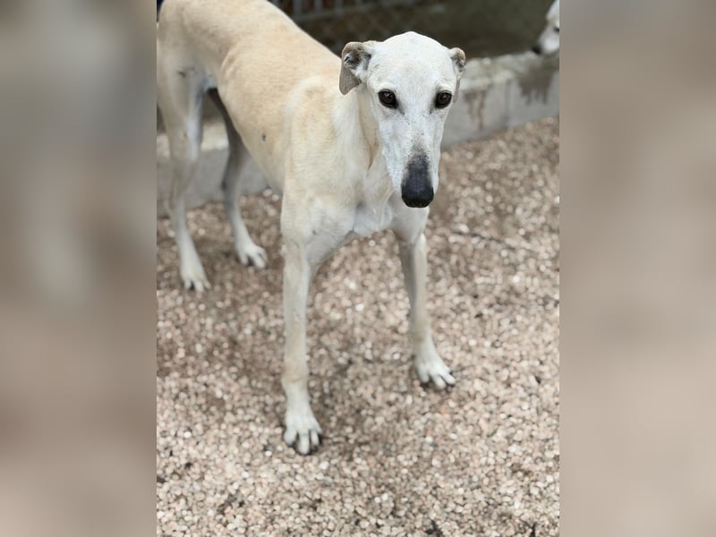 Tigrillo- cremefarbener Langbein sucht sein Glück