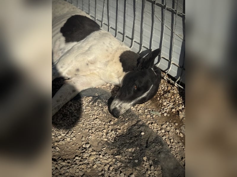 Chantelle, sucht ein warmes Körbchen