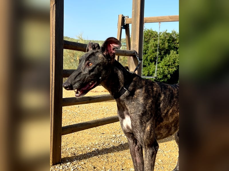 Candela, träumt von einem warmen Körbchen