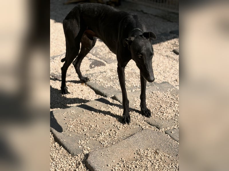 Cacahuete - schwarzer Galgo mit sanfter Seele sucht sein Glück