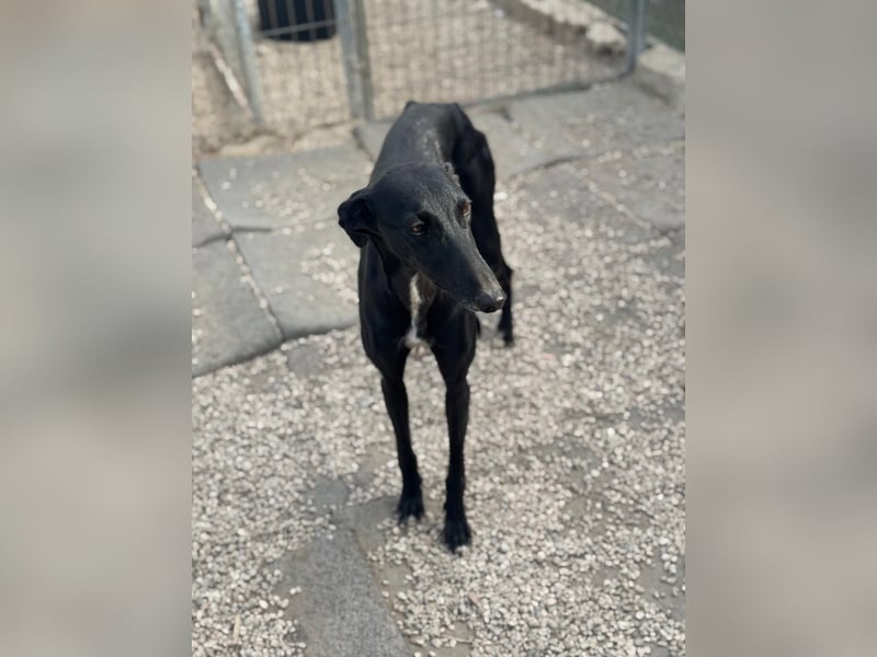 Indira, eine tolle schwarze Galga