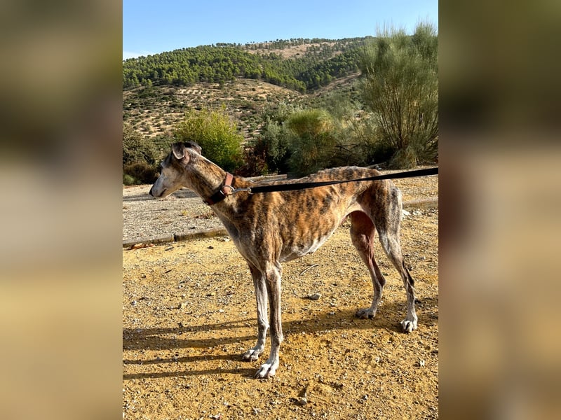 Artillera, wünscht sich ein warmes Plätzle