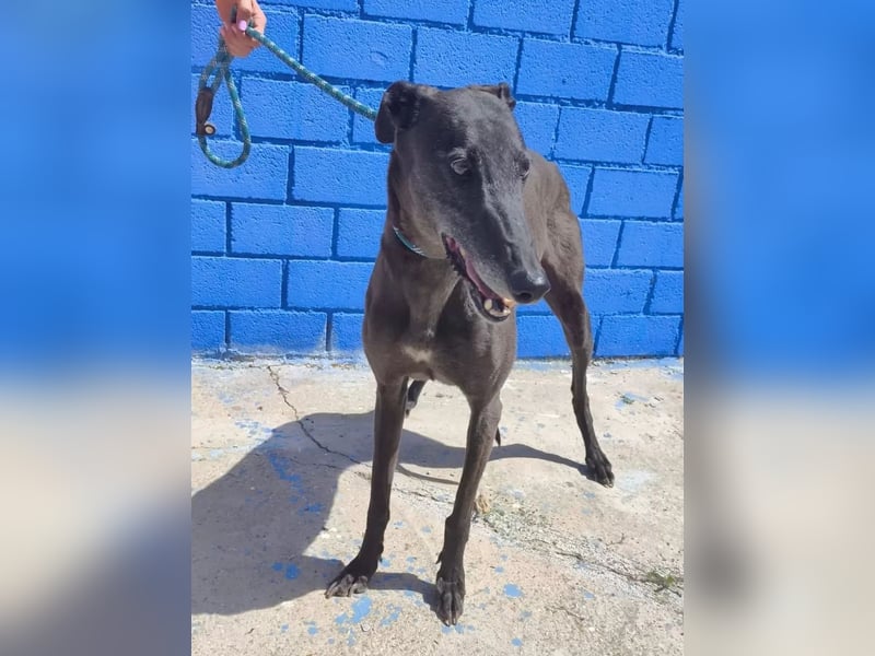 Athena ,wunderschöne Galga mit dunklem Fell sucht ihr Zuhause