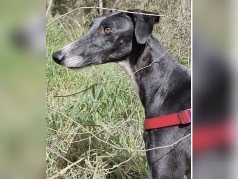 Gala, ein zartes Seelchen hoff auf eine Chance