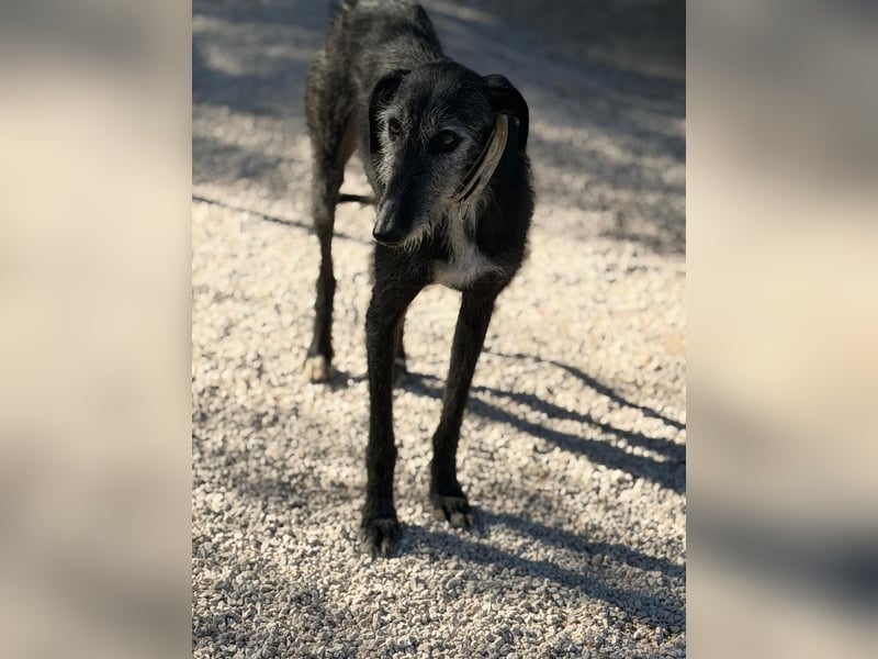 Carbón , ein bezaubernder Rauhaar Galgo