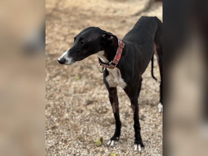 Jadiya - schwarze Galgo-Schönheit mit weißem Herzfleck sucht ihr Glück