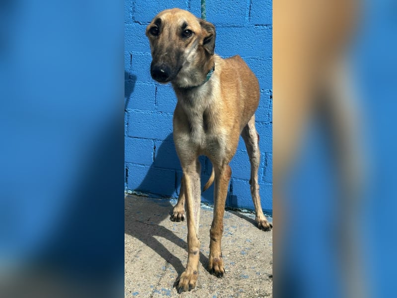 Marshal, er musste viel Leid ertragen