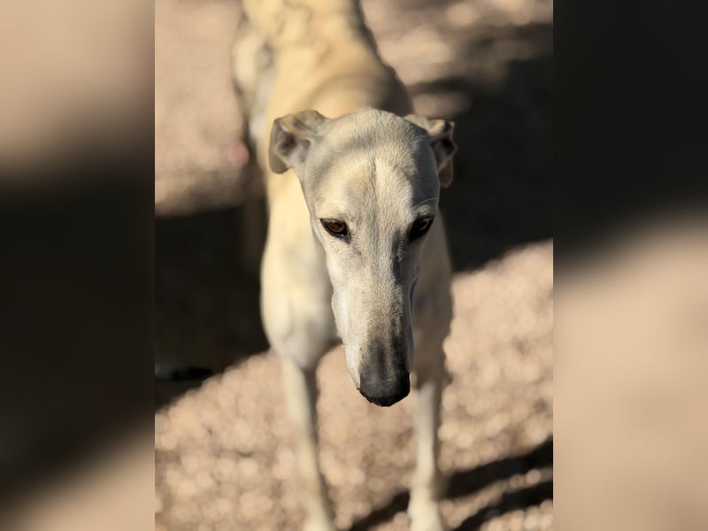Tigrillo- cremefarbener Langbein sucht sein Glück