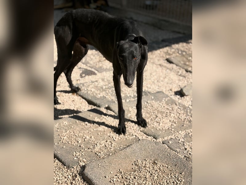 Cacahuete - schwarzer Galgo mit sanfter Seele sucht sein Glück