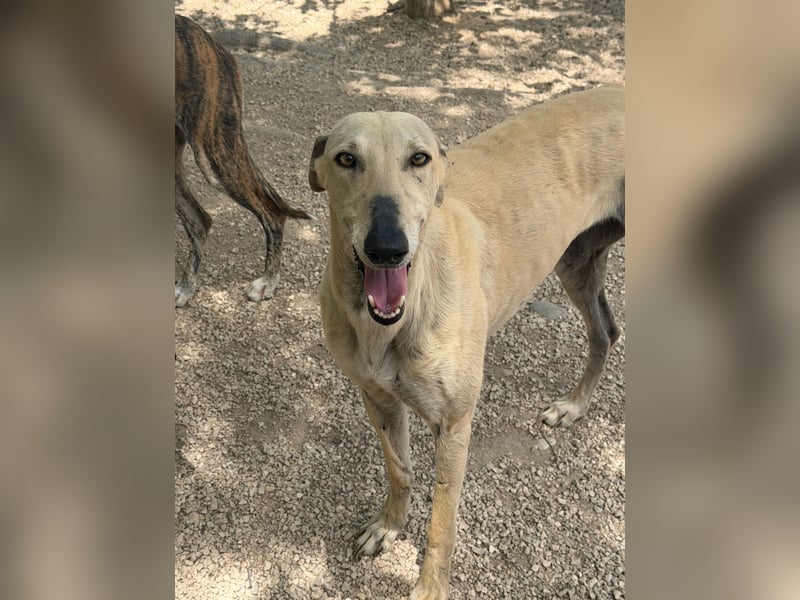 Giovana - sanfte Galgo-Schönheit sucht ihr liebevolles Zuhause