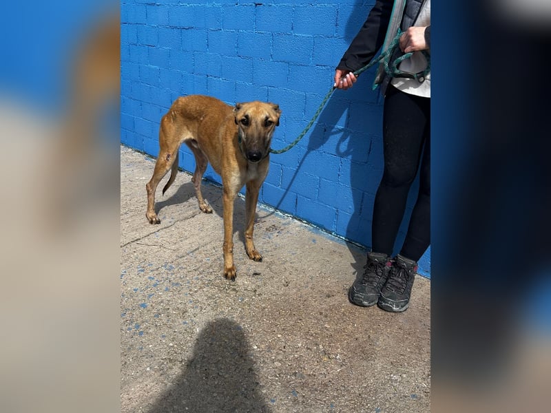 Marshal, er musste viel Leid ertragen