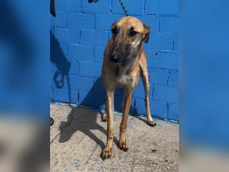 Marshal, er musste viel Leid ertragen