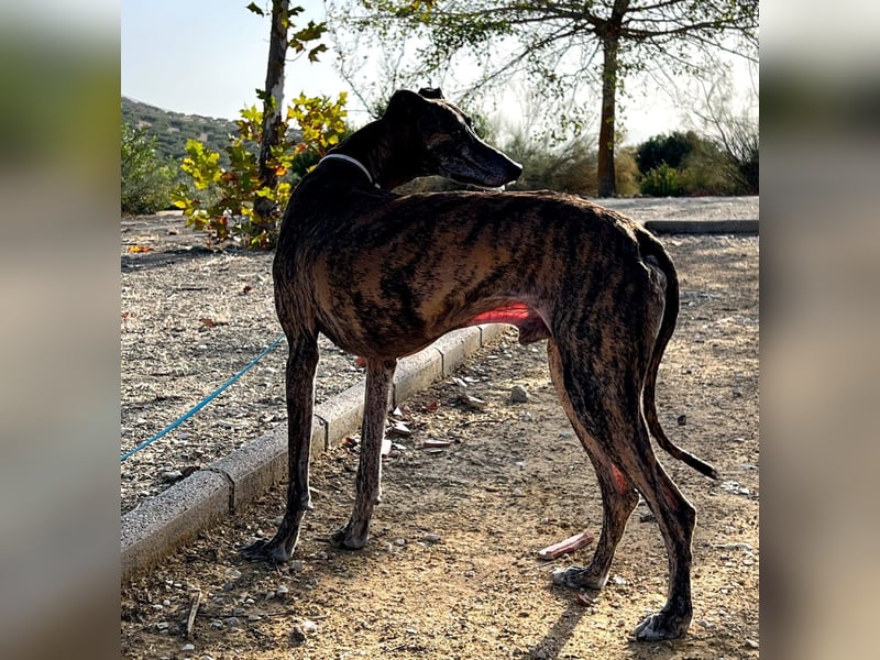 Golfo, fröhlich und lustig