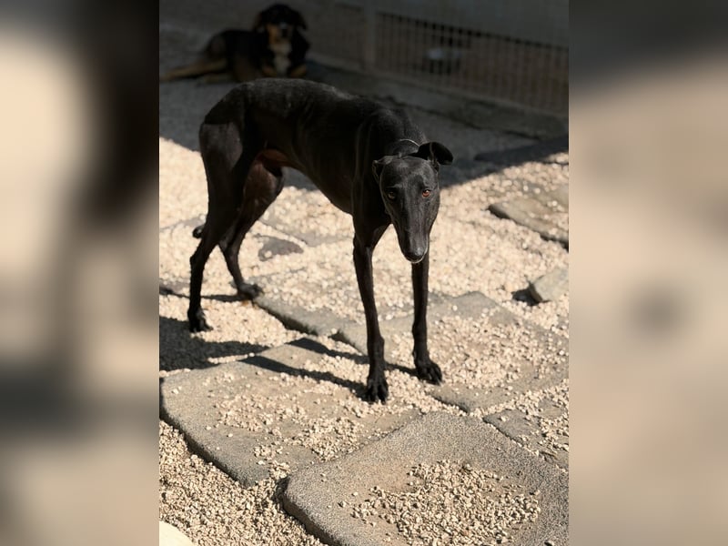 Cacahuete - schwarzer Galgo mit sanfter Seele sucht sein Glück