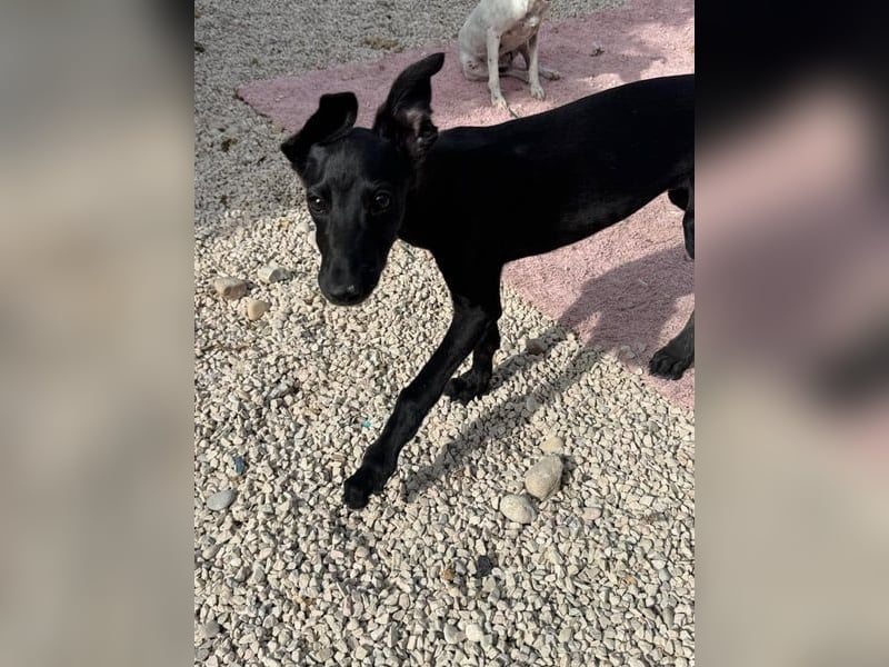 Ruinero, kleiner Kasperkopp sucht Anschluss