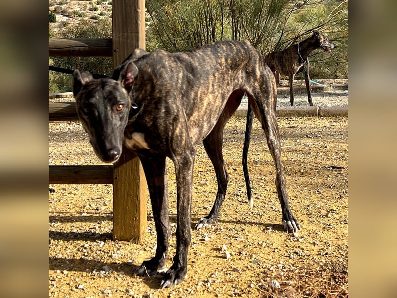 Candela, träumt von einem warmen Körbchen