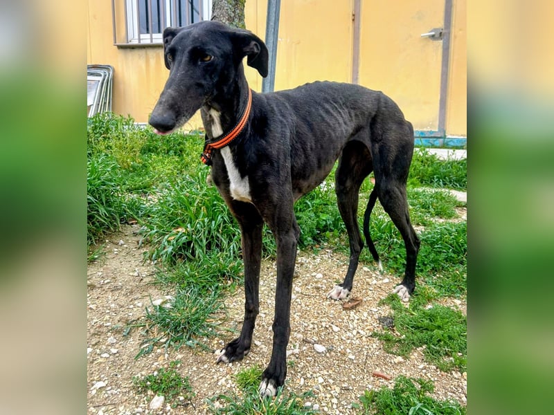 Mandi - junge und katzenfreundliche Galga mit besonderem Gesicht und viel Lebensfreude