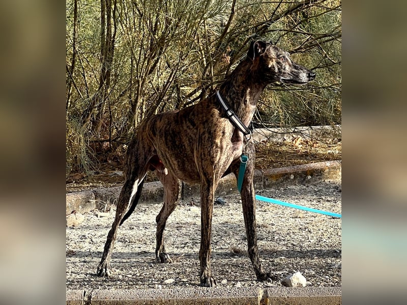 Golfo, fröhlich und lustig