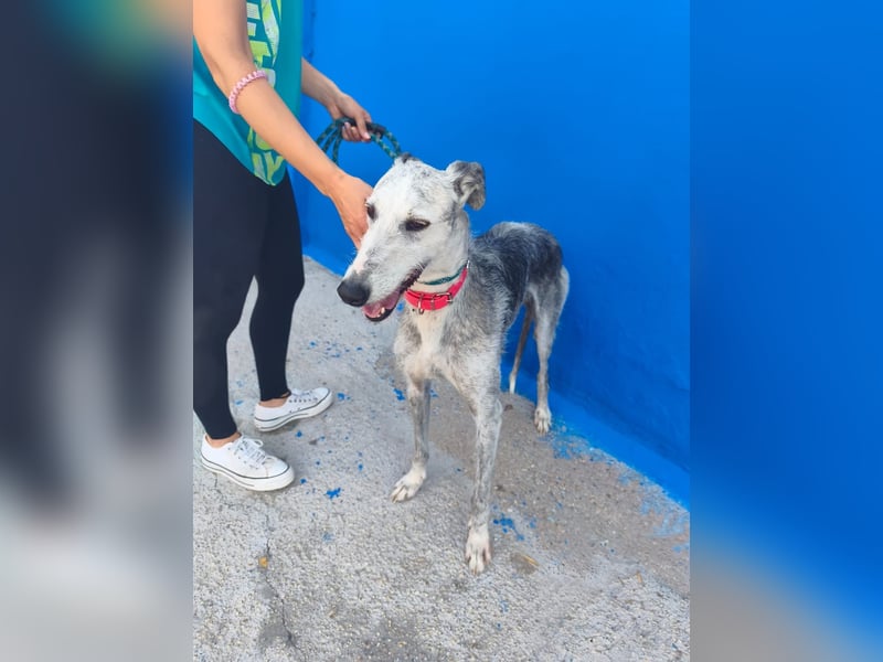 Tejón - ältere Galgo-Seele sucht wieder ein Zuhause