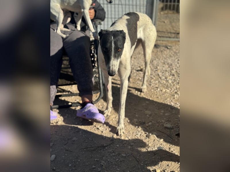 Chantelle, sucht ein warmes Körbchen
