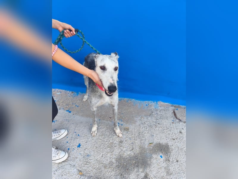 Tejón - ältere Galgo-Seele sucht wieder ein Zuhause