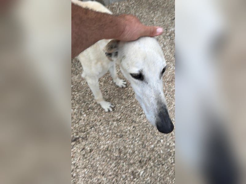 Tigrillo- cremefarbener Langbein sucht sein Glück