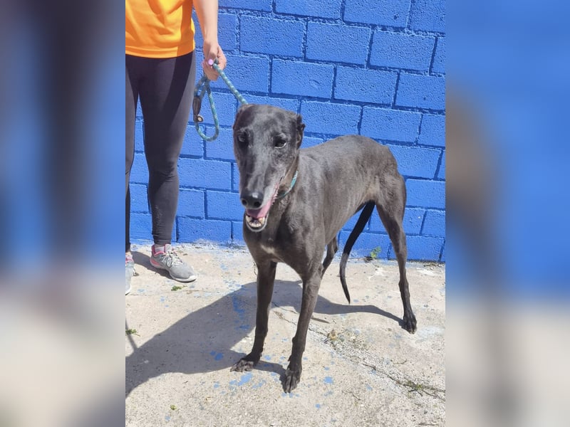 Athena - wunderschöne Galga mit dunklem Fell sucht ihr Zuhause