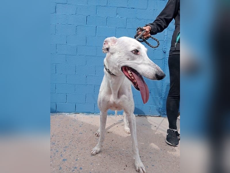 Niko, hofft auf sein Weihnachtswunder