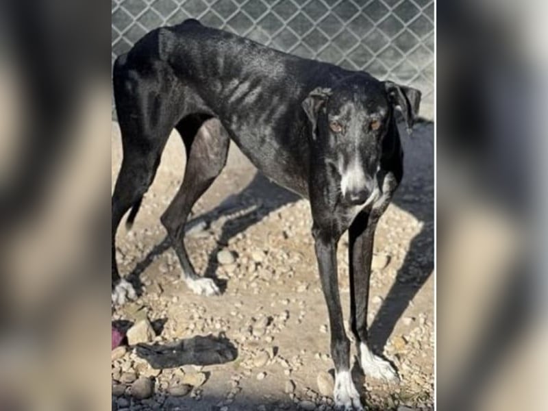 Gala, ein zartes Seelchen hoff auf eine Chance