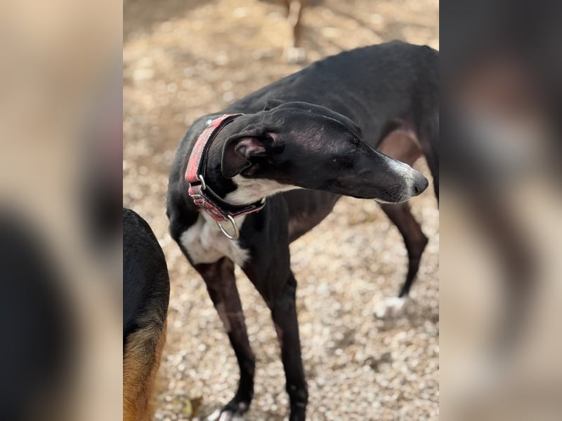 Jadiya - schwarze Galgo-Schönheit mit weißem Herzfleck sucht ihr Glück