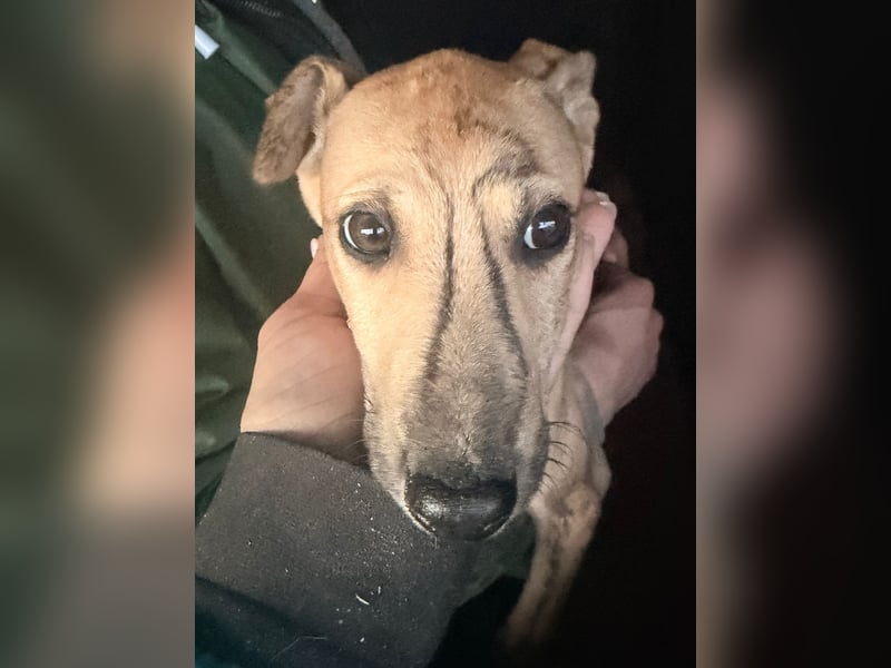 Alvaro, kleine Langnase zum verlieben