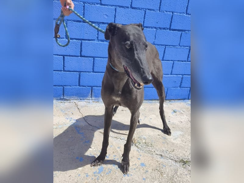 Athena - wunderschöne Galga mit dunklem Fell sucht ihr Zuhause