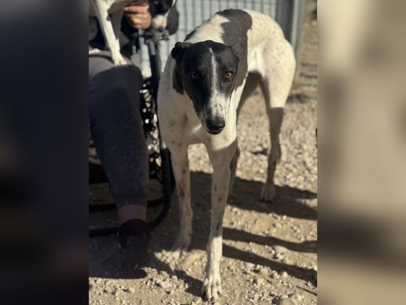 Chantelle, sucht ein warmes Körbchen