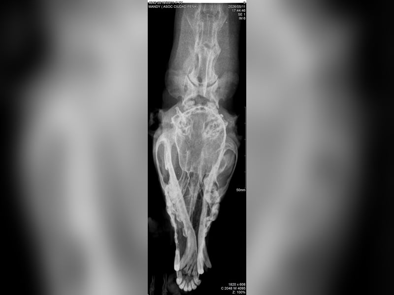 Mandi - junge und katzenfreundliche Galga mit besonderem Gesicht und viel Lebensfreude