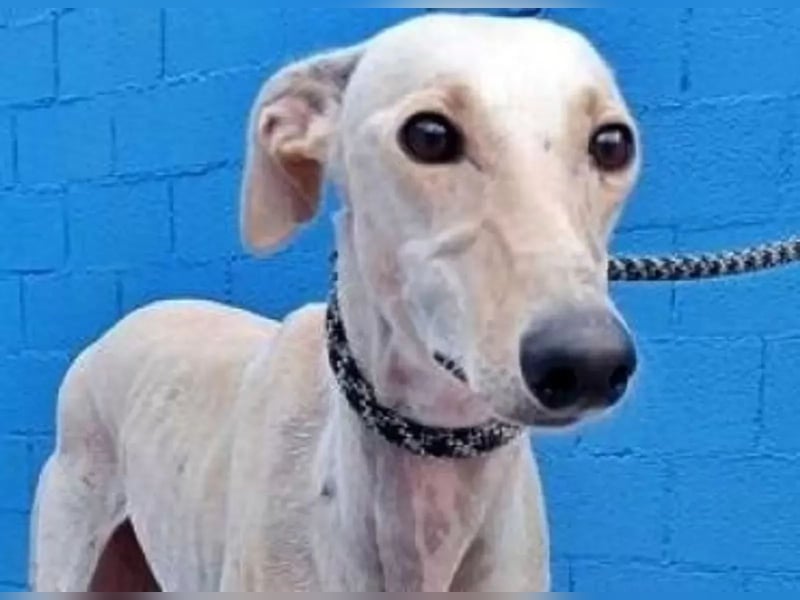 Coco, eine hübsche Langnase wartet auf sein Glück