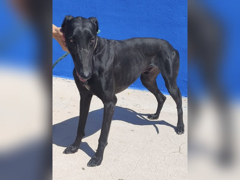 Limoncello - Ein Herz aus Gold im schwarzen Galgo-Gewand