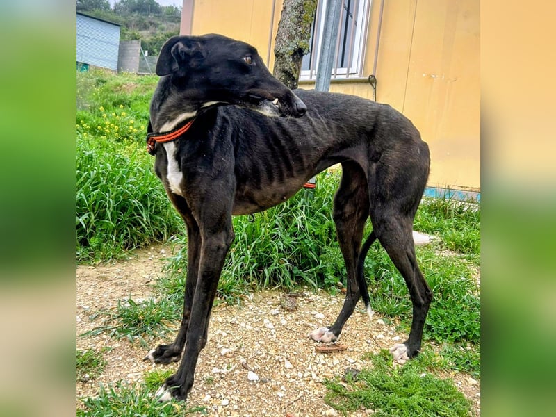 Mandi - junge und katzenfreundliche Galga mit besonderem Gesicht und viel Lebensfreude