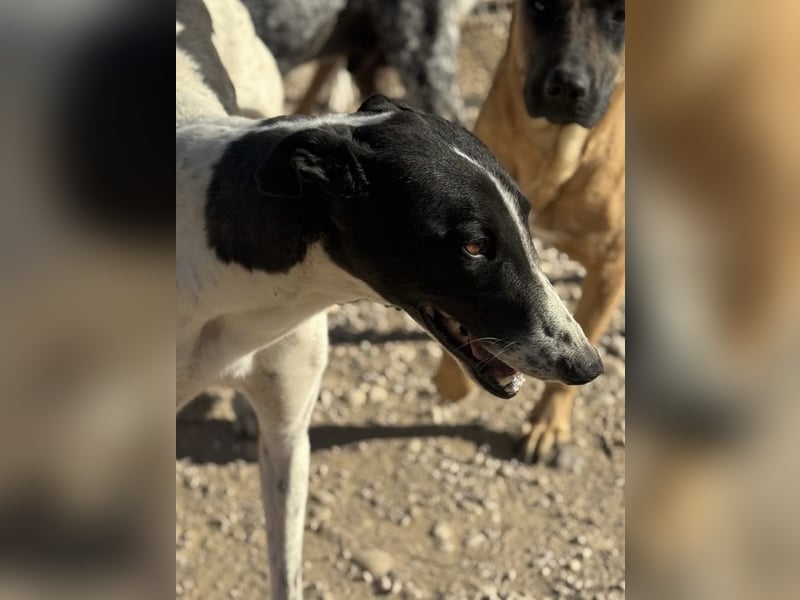 Chantelle, sucht ein warmes Körbchen