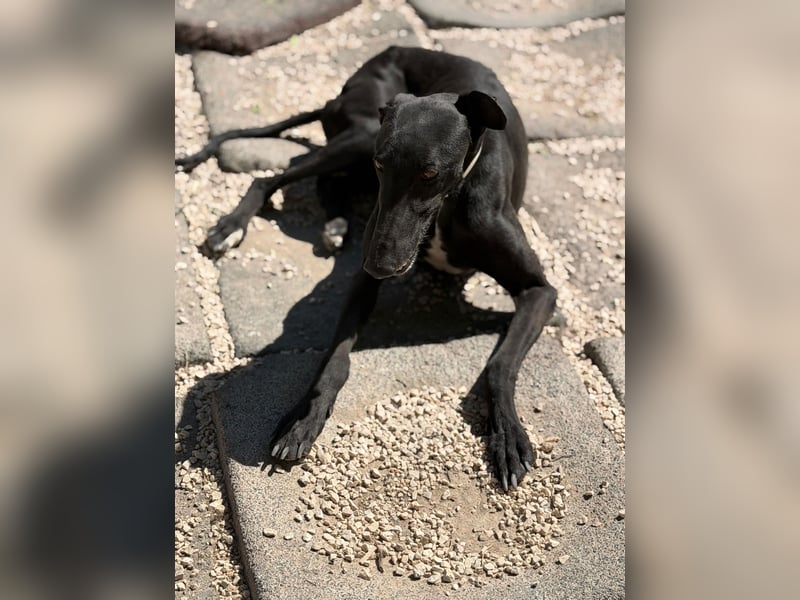 Cacahuete - schwarzer Galgo mit sanfter Seele sucht sein Glück