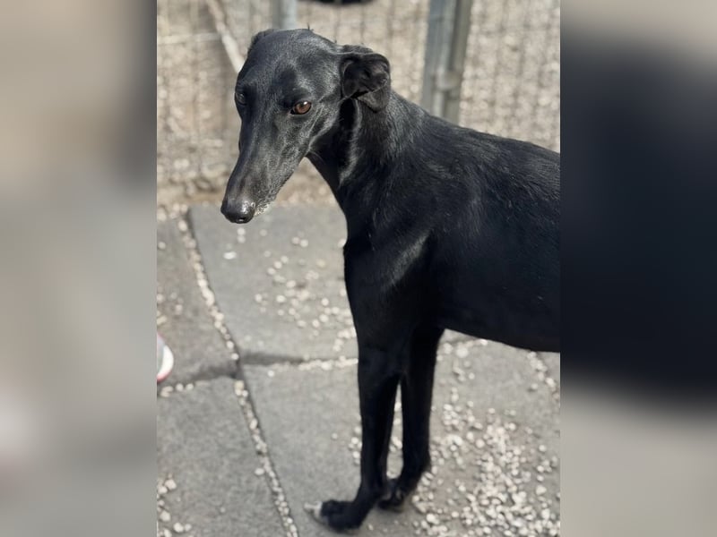 Indira, eine tolle schwarze Galga