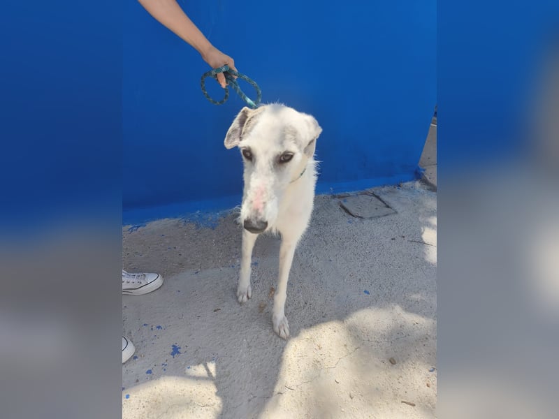 Pinocho ,sanfter Rauhaar-Galgo mit besonderem Charme sucht sein Glück