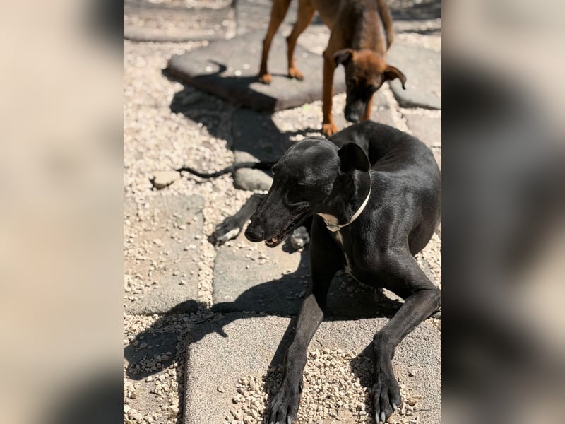Cacahuete - schwarzer Galgo mit sanfter Seele sucht sein Glück